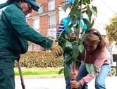 Alcaldía Peñalosa plantó más de 28.000 árboles durante el 2017