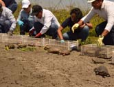 Alcaldía Peñalosa realiza liberación de 103 animales silvestres